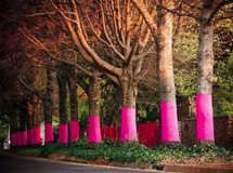 PINK TREES FOR PAULINE AND CANSA PARTNERS IN AIDING CANCER COMMUNITIES